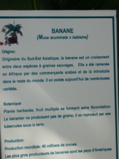 P1020137_Banana_At_Le_Vanille1.JPG