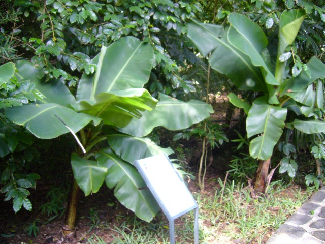 P1020138_Banana_At_Le_Vanille2.JPG
