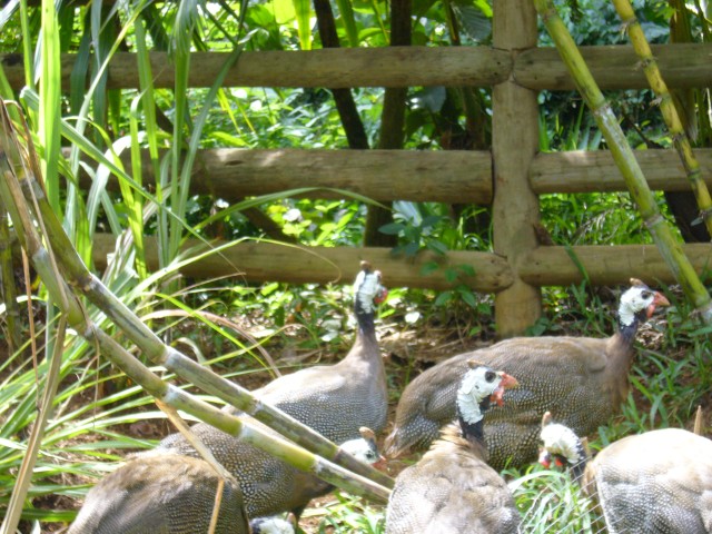 P1020141_Pearlchicken_At_Le_Vanille2.JPG