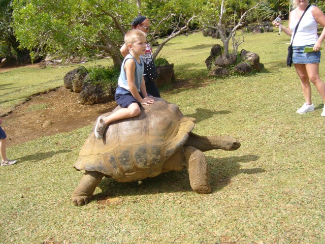 P1020143_Turtle_At_Le_Vanille1.JPG