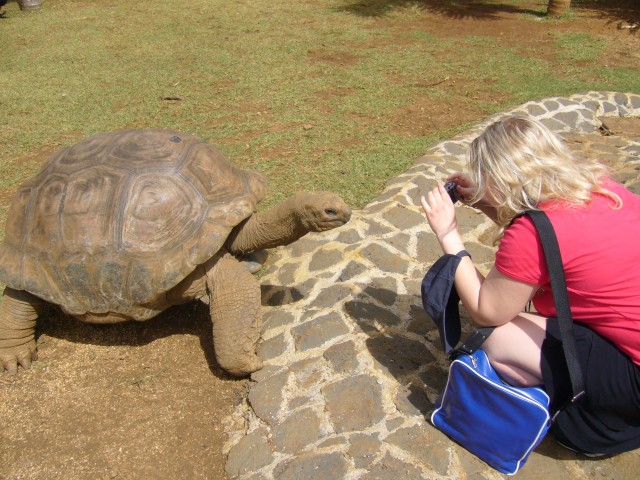 P1020144_Turtle_At_Le_Vanille2.JPG