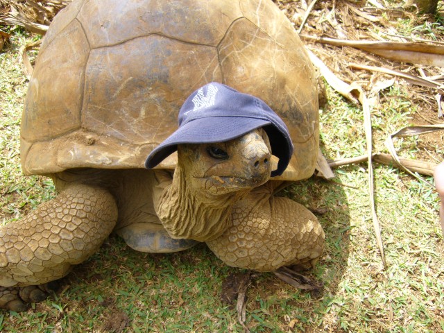 P1020147_Turtle_At_Le_Vanille4.JPG