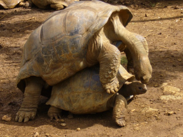 P1020148_Horny_Turtles_At_Le_Vanille1.JPG