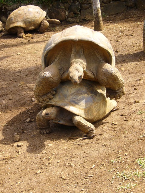 P1020149_Horny_Turtles_At_Le_Vanille2.JPG
