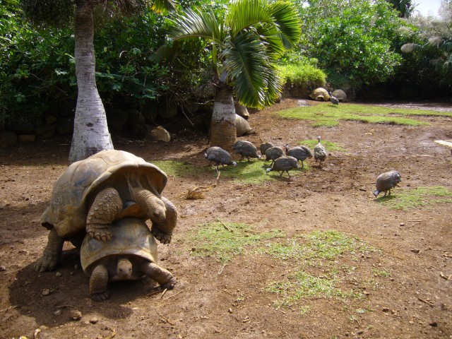 P1020150_Horny_Turtles_At_Le_Vanille3.JPG