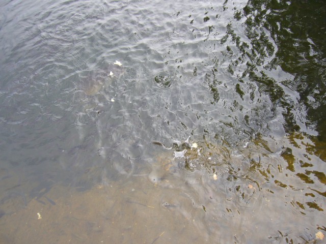 P1020258_At_Grand_Bassin9.JPG