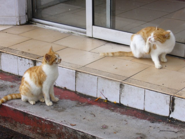 P1020281_Cats_At_Grand_Bassin1.JPG