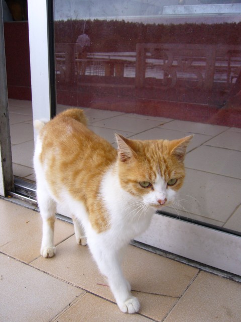 P1020282_Cats_At_Grand_Bassin2.JPG