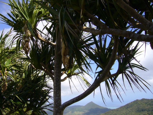 P1020304_At_The_Street_To_Chamarel_Falls1.JPG