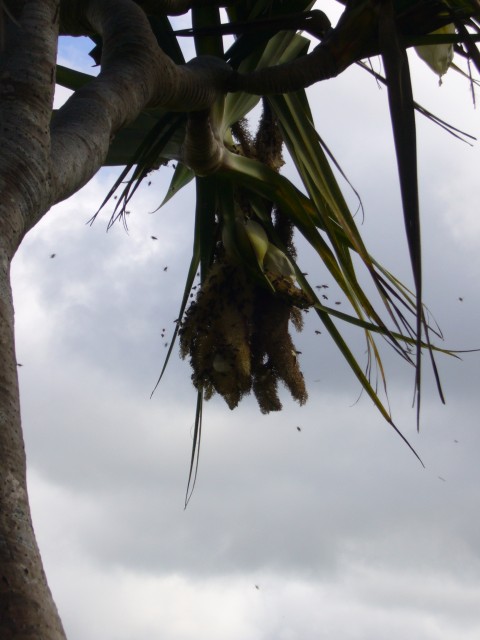 P1020307_At_The_Street_To_Chamarel_Falls4.JPG