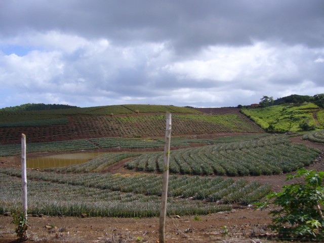 P1020309_At_The_Street_To_Chamarel_Falls5.JPG