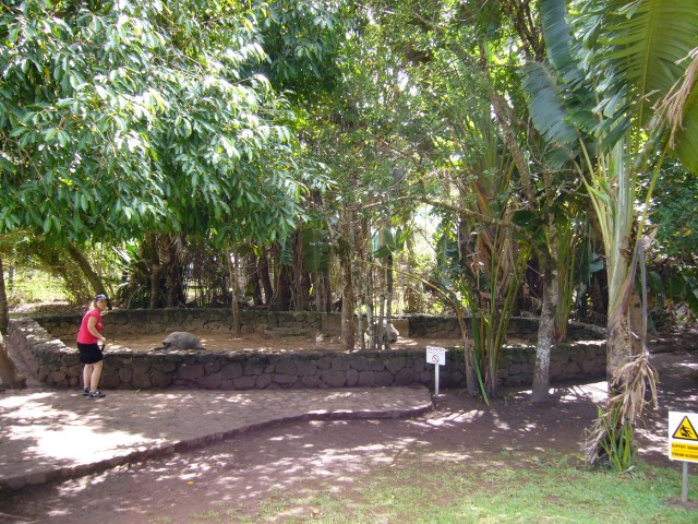 P1020326_Giant_Turtles_At_Chamarel1.JPG