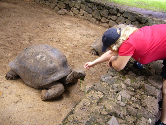 P1020327_Giant_Turtles_At_Chamarel2.JPG