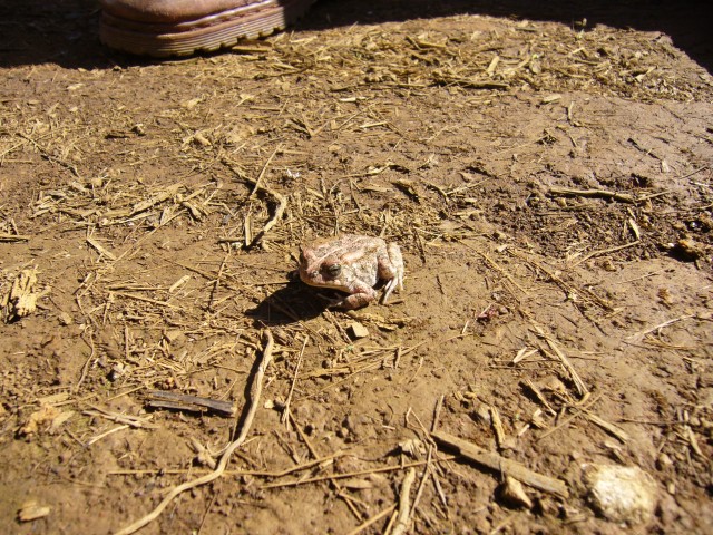 P1020370_Little_Frog_At_The_Tamar_Valley1.JPG