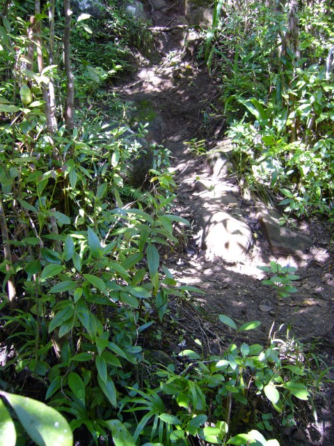 P1020376_Way_To_First_Bassin_From_The_Tamarin_Falls1.JPG