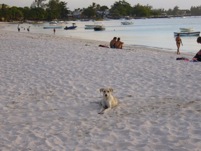 P1020437_Dog_At_Troux_Aux_Biches1.JPG