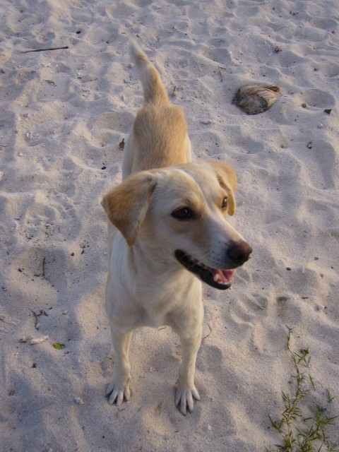 P1020439_Dog_At_Troux_Aux_Biches2.JPG