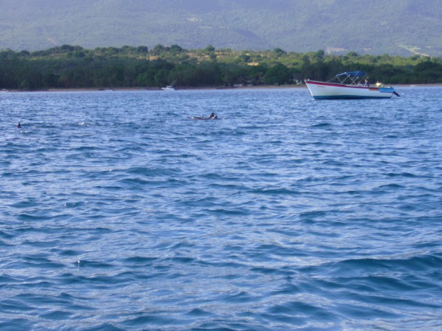 P1020450_Dolphins_At_The_Speedboat_Tour1.JPG