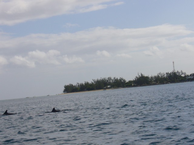 P1020457_Dolphins_At_The_Speedboat_Tour3.JPG
