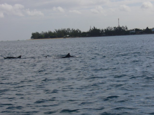 P1020458_Dolphins_At_The_Speedboat_Tour4.JPG