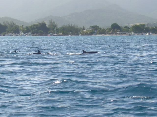 P1020460_Dolphins_At_The_Speedboat_Tour5.JPG