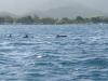 P1020460_Dolphins_At_The_Speedboat_Tour5_thumb.jpg