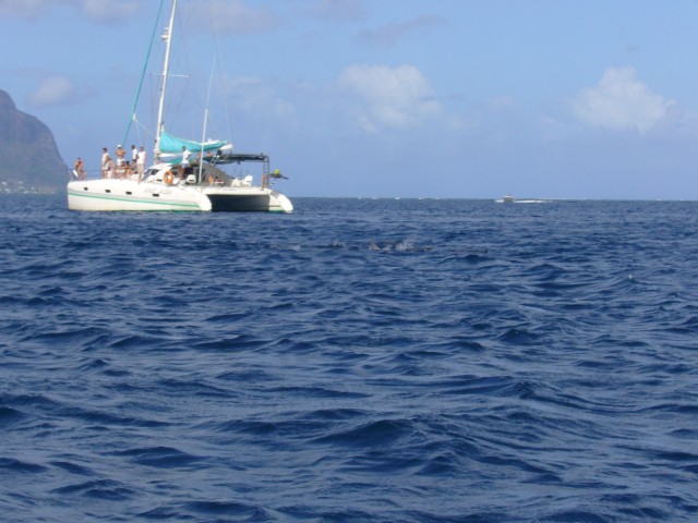 P1020464_Dolphins_At_The_Speedboat_Tour8.JPG