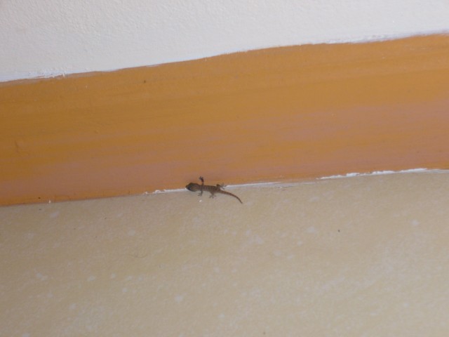 P1020483_Babygecko_At_Hotelroom_Le_Palmiste.JPG