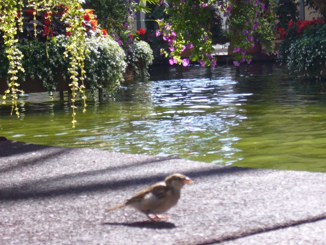 Canada-Alberta-Calgary-Devonian_Gardens-Flowers_and_bird_2816x2112.jpg