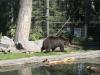Canada-Alberta-Calgary-Zoo-Brown_bear_2_1984x1488_thumb.JPG