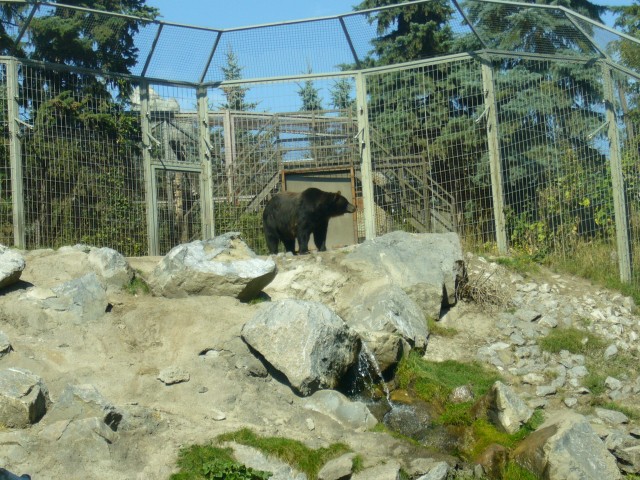 Canada-Alberta-Calgary-Zoo-Brown_bear_4_2816x2112.jpg