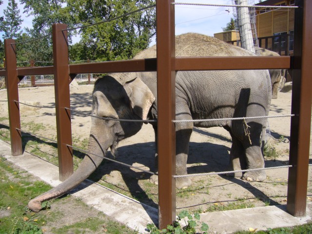 Canada-Alberta-Calgary-Zoo-Elefant_2_2816x2112.jpg