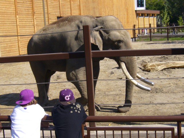 Canada-Alberta-Calgary-Zoo-Elefant_3_2816x2112.jpg