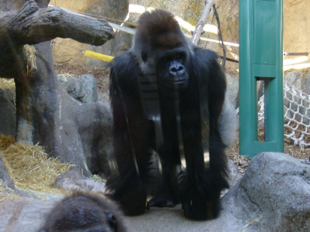 Canada-Alberta-Calgary-Zoo-Gorilla_2816x2112.jpg