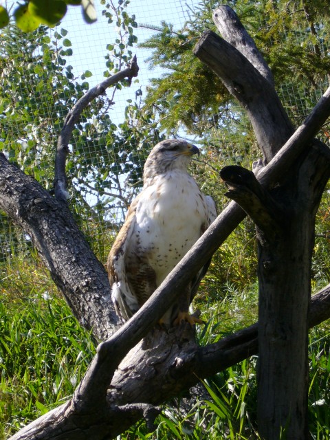 Canada-Alberta-Calgary-Zoo-Hawk_3_2112x2816.jpg