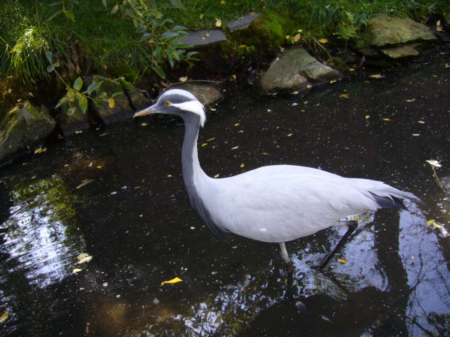 Canada-Alberta-Calgary-Zoo-Heron_2816x2112.jpg