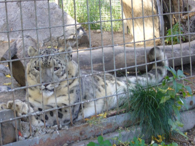 Canada-Alberta-Calgary-Zoo-Leopard_2_2816x2112.jpg
