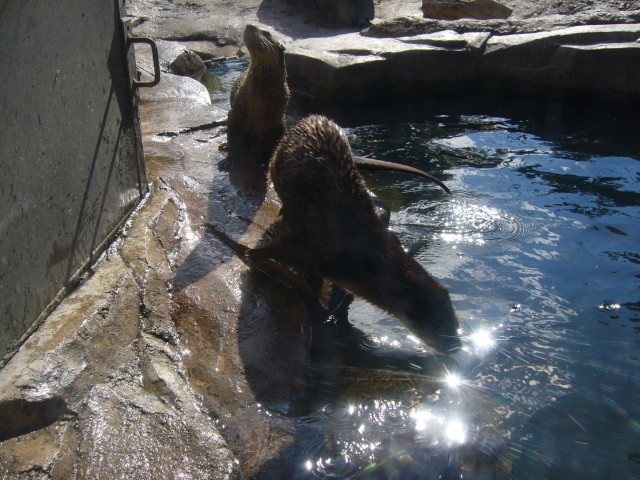 Canada-Alberta-Calgary-Zoo-Otter_2_2816x2112.jpg