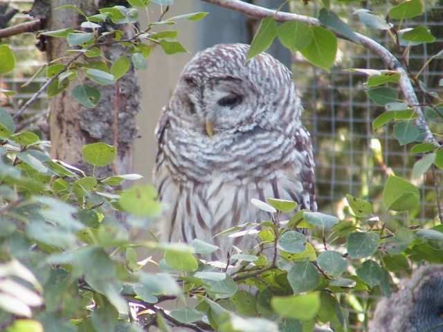 Canada-Alberta-Calgary-Zoo-Owl_2_1632x1224.jpg