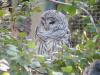 Canada-Alberta-Calgary-Zoo-Owl_2_1632x1224_thumb.JPG