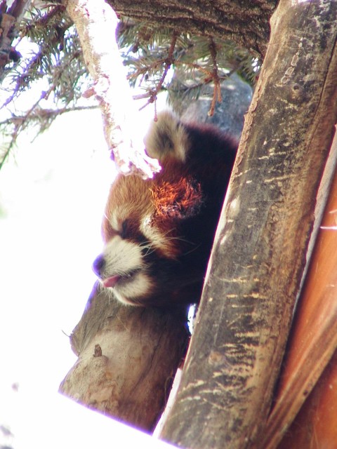 Canada-Alberta-Calgary-Zoo-Red_Panda_2_1632x1224.jpg