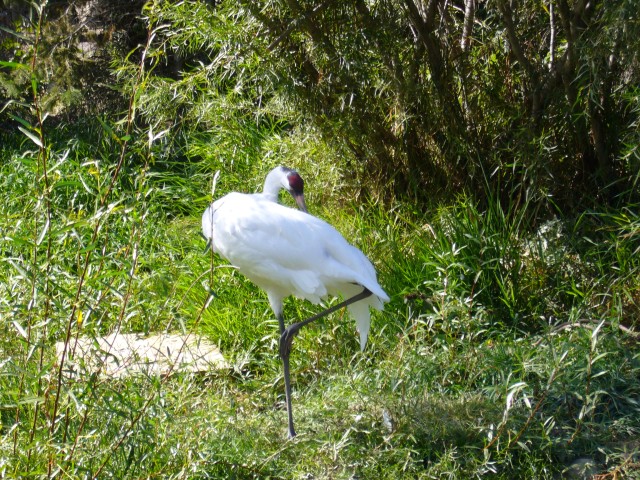 Canada-Alberta-Calgary-Zoo-White_bird_1_2816x2112.jpg