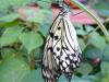 Canada-Alberta-Calgary-Zoo-White_butterfly_2816x2112_thumb.JPG