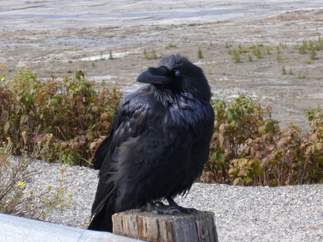 Canada-Alberta-Jasper_NPark-Columbia_Icefield-Raven_2816x2112.jpg