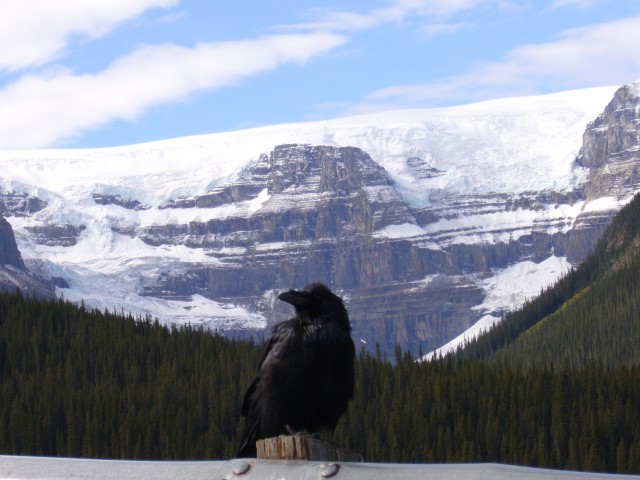 Canada-Alberta-Jasper_NPark-Columbia_Icefield-Raven_and_glacier_1_2816x2112.jpg