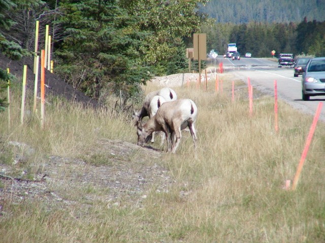 Canada-Alberta-Jasper_NPark-Fiddle_Valley-Wapities_at_the_street_1_1632x1224.jpg