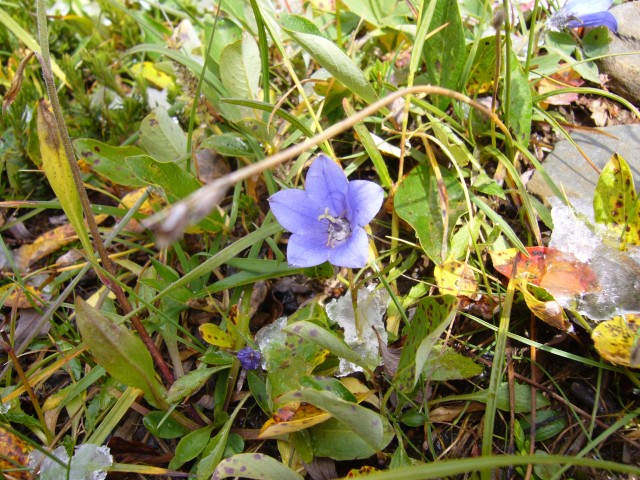 Canada-Alberta-Jasper_NPark-Mt_Edith_Cavell-Glacier_Trail-Blue_flower_2816x2112.jpg