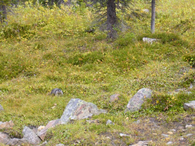 Canada-Alberta-Jasper_NPark-Mt_Edith_Cavell-Marmot_in_grass_3_2816x2112.jpg