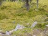 Canada-Alberta-Jasper_NPark-Mt_Edith_Cavell-Marmot_in_grass_3_2816x2112_thumb.JPG