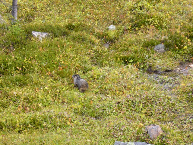 Canada-Alberta-Jasper_NPark-Mt_Edith_Cavell-Marmot_in_grass_4_2816x2112.jpg